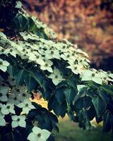 White hydrangea flowers with green leaves on a sunny day photo