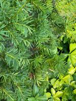 Green leaves of the yew in the garden. Natural background. photo