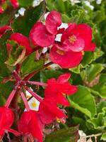 Red begonia begonia evansiana andrews growing in a garden in berrynarbor photo