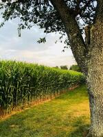 Corn field and trees in the evening, South Moravia, Czech Republic photo