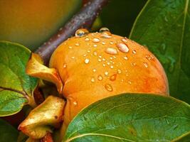 Water droplets on persimmon fruit. Shallow DOF photo