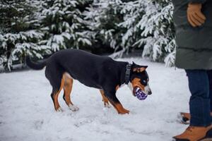 perro jugando con un pelota en el nieve en el invierno bosque. foto