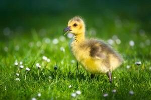 Gosling Goose Meadow Baby photo