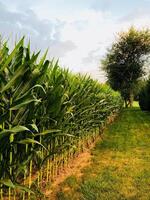 maíz campo en el campo. maíz campo en el campo. maíz campo foto