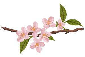 A branch with pink flowers on a white background. The concept of spring and blossoming. vector