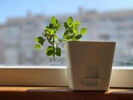 Balcony garden - potted pea on a balcony in a residential apartment building photo