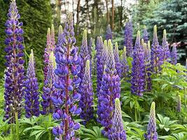 Blooming lupines in the garden photo