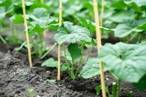 AI generated Cucumber Seedlings Supported by Small Stakes in Soil photo