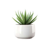 AI generated Ficus in white pot on transparent background png