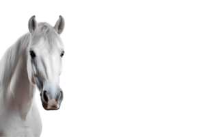 ai généré portrait de une blanc cheval sur transparent Contexte png