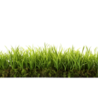 AI generated Green grass isolated on transparent background png