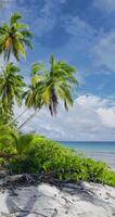 tropicale spiaggia con Noce di cocco palma albero e blu oceano su soleggiato giorno. verticale metraggio video