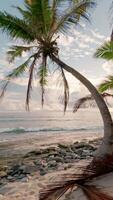 coco Palmeiras árvores em de praia e oceano ondas dentro seychelles. vertical cenas video