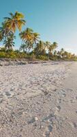 wandelen eerste visie persoon Aan tropisch strand met kokosnoot palmen Aan zonnig dag. verticaal beeldmateriaal video