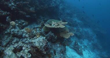 Tropical reef with living corals and fishes underwater in deep blue ocean video