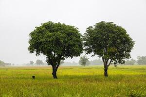 Close-up view of two mango trees growing in close pair on the ground. photo