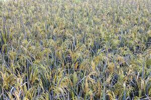 de cerca antecedentes de arroz campos lleno con orejas de varios tipos de arroz cerca arboles foto