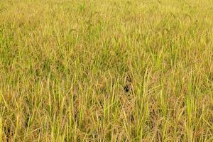 Close-up backgrounds of rice fields filled with ears of various types of rice near trees. photo