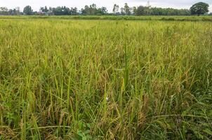 Scenery of rice fields filled with rich, golden-yellow rice stalks near groves of trees. photo