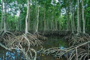 mangrove tree roots that grow above sea water. Mangroves function as plants that are able to withstand sea water currents that erode coastal land photo