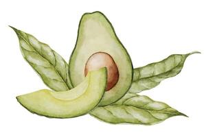 aguacate con flor acuarela ilustración. botánico dibujo de fruta. vegetal bosquejo cuadro. vegano orgánico ecológico alimento. mano dibujado clipart en aislado antecedentes. para impresión y logo diseño vector