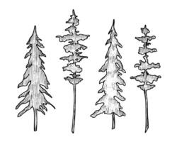 Set of Coniferous Trees. Vector illustration with Pines and Spruce in line art style. Silhouette of forest plants painted by black inks. Engraved of evergreen park on isolated background for icon