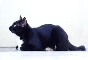 Focus of face of black furry playful cat staring at something. Pet and playful concept. photo