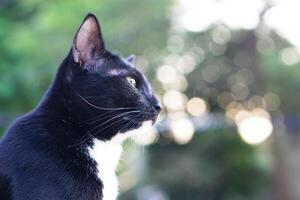 Cute black furry cat sits straight and staring at something outside the house, background is trees and bokeh. Pet, mammal and playful concept. photo