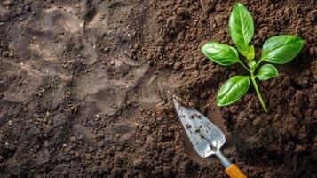 AI Generated Young basil plant and gardening trowel in soil photo