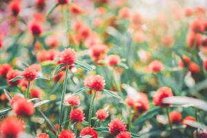Globe Amaranth or Bachelor Button flower blooming in garden, flower background photo