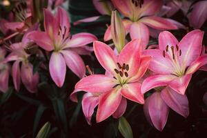 Beautiful pink lily flower in garden, pink flower photo