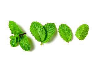 Mint leaf. Fresh mint on white background. Mint leaves isolated. herb and medicine photo