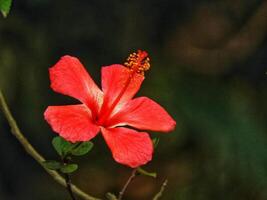 Beautiful blooming flower in garden photo