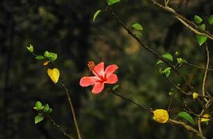 hermosa floreciente flor en jardín foto