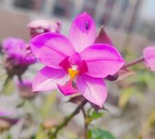 hermosa floreciente flor en jardín foto