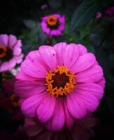 hermosa floreciente flor en jardín foto