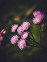 Beautiful blooming flower in garden photo