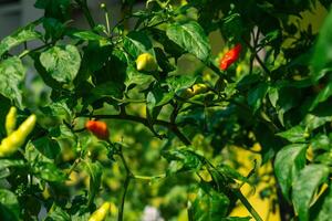 The three chili fruits that are focused on in the camera are yellowish green and ripe red, the picture was taken during the day photo