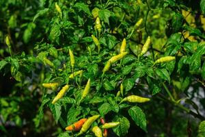 A group of chilies that have fruit and are not yet ripe, while some of the fruit is starting to ripen, the picture was taken during the day photo