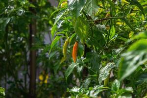 un rojo chile pimienta con un pequeño naranja ese es casi maduro, el imagen estaba tomado durante el día foto