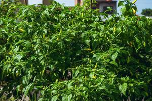 chile plantas ese tener empezado a oso Fruta incluso aunque ellos son no aún completamente maduro, son tomado durante el día foto