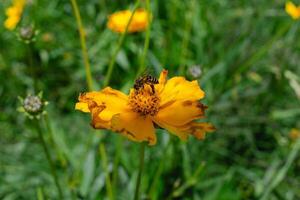 This is a coreopsis flower that a bee has landed on, it takes the nectar of the flower to be processed and made into honey photo