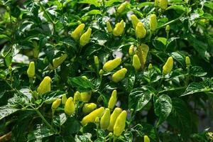 A group of chili plants that have fruit but are not yet ripe the day photo