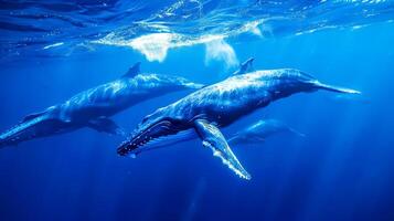 ai generado majestuoso ballenas nadando con delfines submarino foto