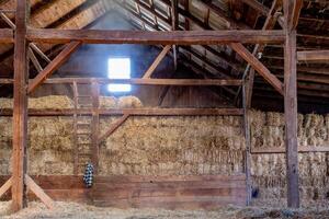 dentro antiguo sucio granero con heno fardos oscuro madera vigas y de madera escalera transmisión ligero desde ventana foto