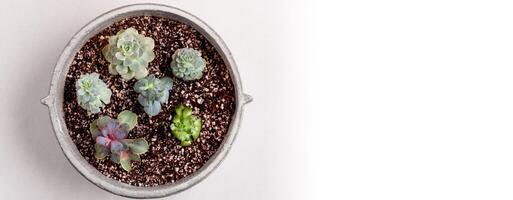 Variety of Succulents Planted in a Concrete Pot with Granulated Brown Dirt and Gravel photo