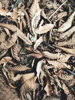 Dead and dry foliage. Full screen photo of still life, fallen and lifeless leaves