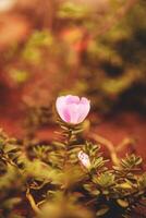 Flower. Small and delicate pink flower, high quality photo with blurred background. Beautiful flora macro