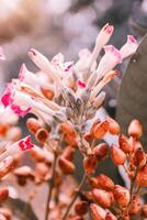 Flowers and seeds, macro photography of flora in bright sunlight. Nature photography with blur effect and vivid summer colors photo