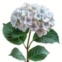 AI generated Close Up of a Flower on White Background photo